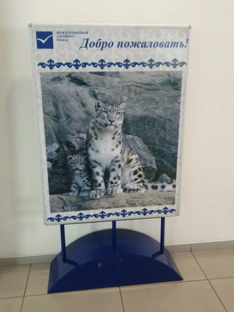 Snow Leopard
